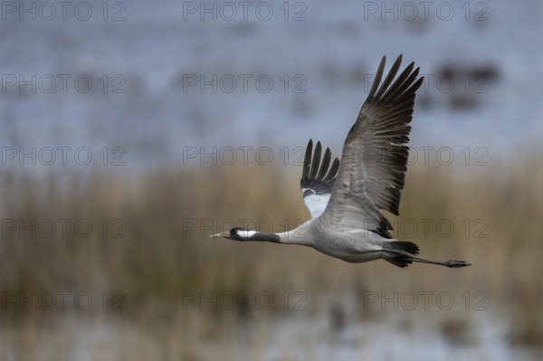 Common crane (Grus grus), Hornborga, Sweden, Europe