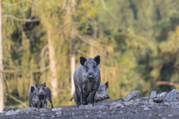 Four adult wild boar or wild pig (Sus scrofa) walking over an opening with a green forest in the
