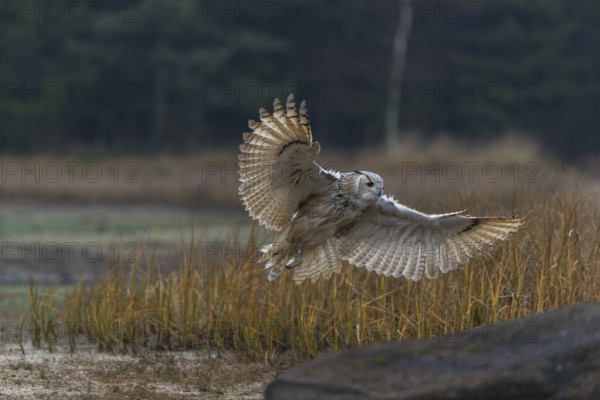 One Siberian Eagle Owl (Bubo bubo sibiricus) flying over tall reed grass lakeshore on an autumnal