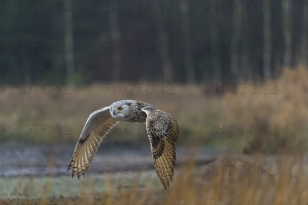 One Siberian Eagle Owl (Bubo bubo sibiricus) flying over tall reed grass lakeshore on an autumnal