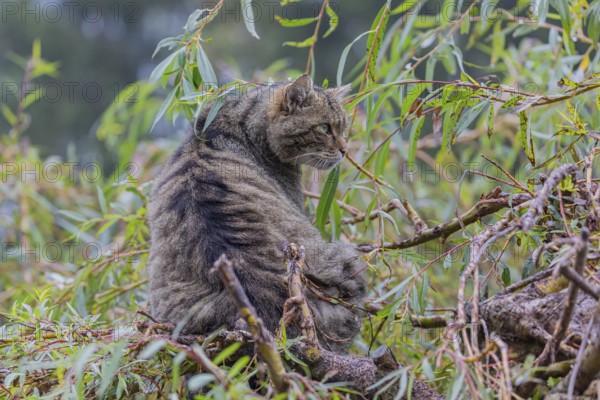 One European wildcat, Felis silvestris silvestris, resting in a green weeping willow tree. Green