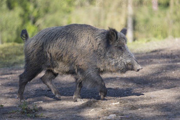 One wild boar or wild pig (Sus scrofa), walking over dry soil and a green forest in the background