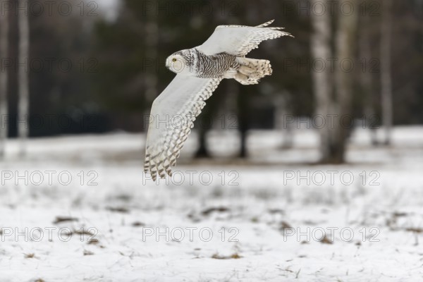 One snowy owl, Bubo scandiacus, Bubo scandiaca, Nyctea scandiaca flying over a snowy meadow with a