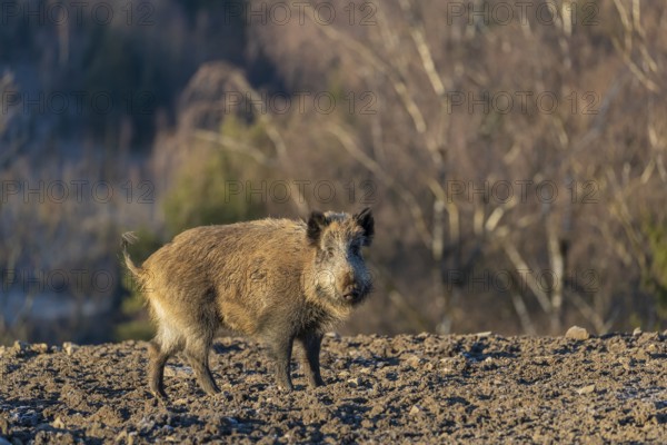 One wild boar or wild pig (Sus scrofa) standing on an opening. First sweet morning light