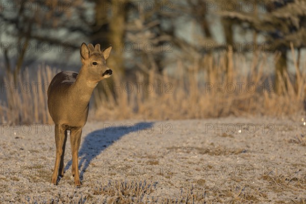 Roe deer on hoar frosted meadow at minus 15 °C at sunrise. Trees and dead stinging nettle in