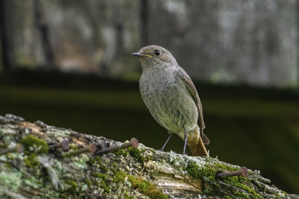 Black redstart (Phoenicurus ochruros gibraltariensis) female, first calendar year male perched on