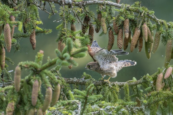 Common kestrel (Falco tinnunculus), young bird not yet able to fly sitting on a branch,