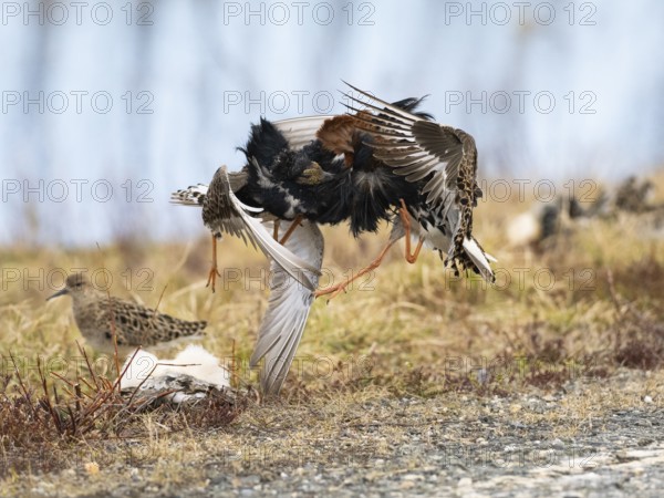 Ruff (Calidris pugnax) two males in breeding plumage at lek, fighting over female, Pokka, Finnish