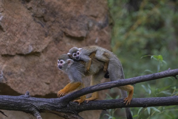 One female Central American squirrel monkey, Saimiri oerstedii, carrying her baby. Balancing over a