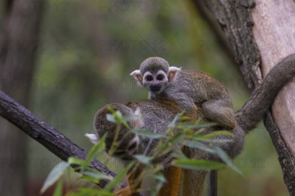One female Central American squirrel monkey, Saimiri oerstedii, carrying her baby. Green vegetation