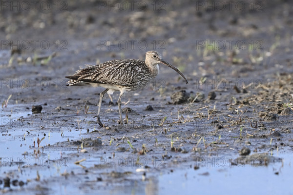 Eurasian curlew (Numenius arquata), foraging in a field, Lake Neusiedl National Park, Seewinkel,