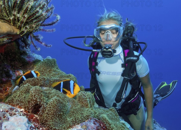 Diver looking at a pair of orange-fin clownfish (Amphiprion chrysopterus) at close range