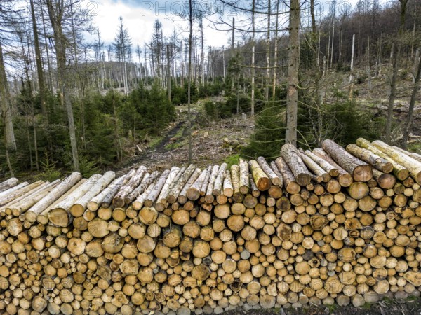 Felled, stacked spruce trunks, forest dieback in the Arnsberg Forest nature park Park, over 70 per