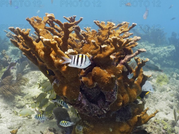 Elkhorn coral (Acropora palmata) and field weaver fish (Abudefduf saxatilis), dive site John