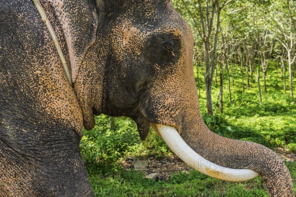 Asian elephant (Elephas maximus), Thai, Thai, Asian, trunk, animal, mammal, animal park, ivory,
