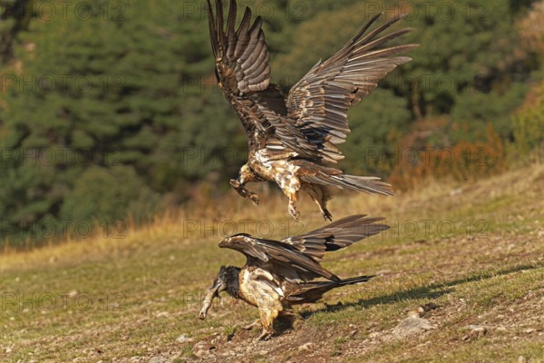 Two bearded vultures Bearded vulture (Gypaetus barbatus) fighting for prey, Catalonia, Pyrenees,