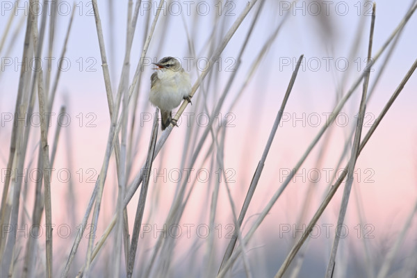 Reed warbler (Acrocephalus schoenobaenus), male on reeds, Lake Neusiedl National Park, Seewinkel,