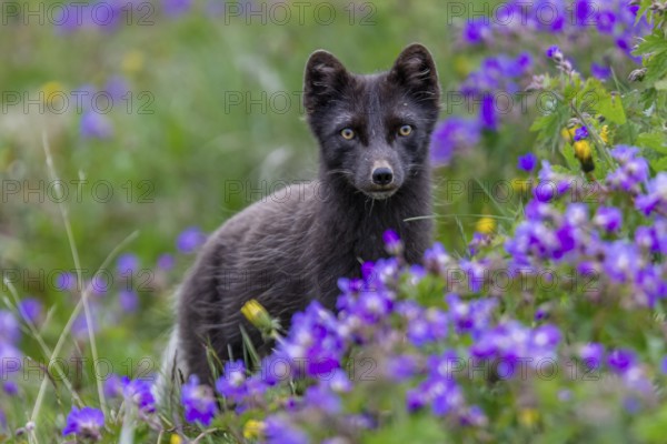 Dark arctic fox (Vulpes lagopus), ice fox, standing in a flower meadow, frontal, summer,