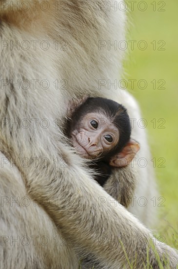 Barbary macaque (Macaca sylvanus), juvenile, captive, occurring in Morocco, Algeria and Gibraltar