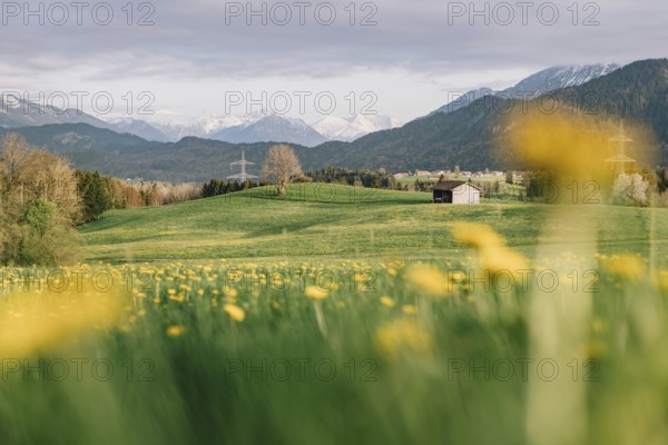 Dandelion in the Allgäu in front of the Alps and their beautiful mountains in Bavaria, Germany,
