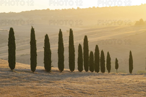 Typical Tuscan landscape in Val d'Orcia with hills, trees, fields, farmhouses and cypresses at