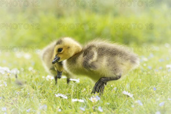 Canada goose chicks (Branta canadensis) two running through grass and daisies, looking for food,