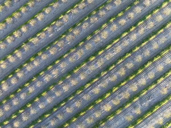Rows of cultivated almond trees (Prunus dulcis) in the Campiña Cordobesa, the fertile rural area