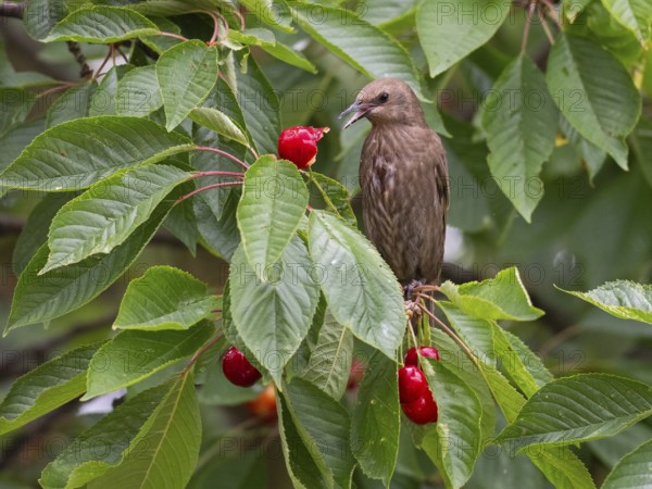 European Starling (Sturnus vulgaris), juvenile bird, perched in a cherry tree, feeding on ripe