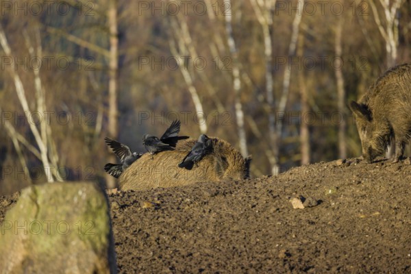 Two wild boar or wild pig (Sus scrofa) standing in a clearing. First sweet morning light. Four