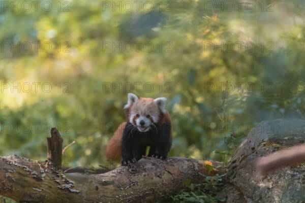 One red panda, Ailurus fulgens, walking on a branch lying on the ground. Green vegetation in the