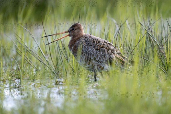 Black-tailed godwit (Limosa limosa), calling, in a wet meadow, backlit, Ochsenmoor, Dümmer,