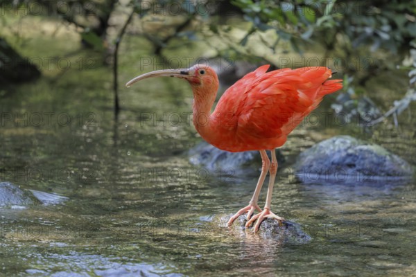 A scarlet ibis (Eudocimus ruber) stands on a stone lying in the shallow water of a riverbank and