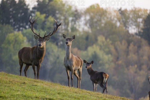 A red deer (Cervus elaphus) family of a stag, a hind and a calf stands in a meadow. A forest in