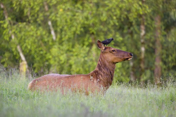 A female wapiti (Cervus canadensis) rests in a green meadow in the early morning. A western jackdaw