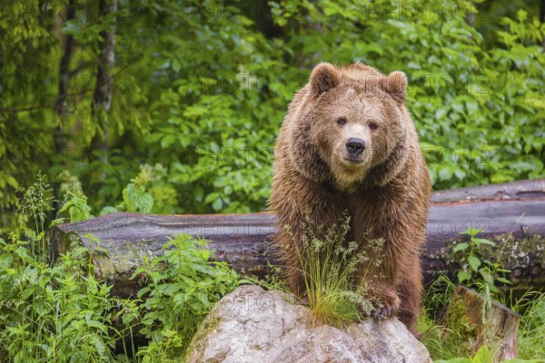 A female eurasian brown bear (Ursus arctos arctos) stands on a rock lying at a forest edge in early