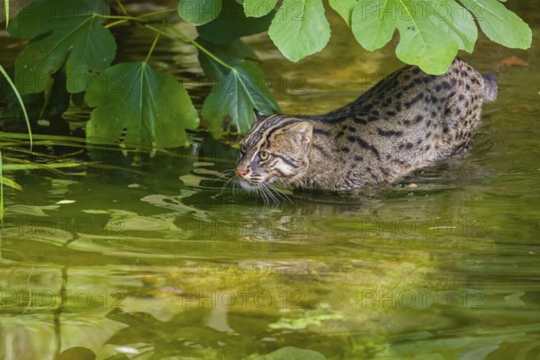 A fishing cat (Prionailurus viverrinus) swimming in a little river with dense green vegetation