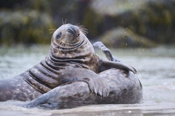 Grey seal (Halichoerus grypus) playing with each other in the water, sea, Düne, Helgoland,