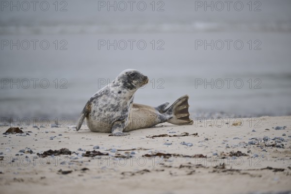 Grey seal (Halichoerus grypus) lying on the beach, Düne, Helgoland, Schleswig-Holstein, Germany,