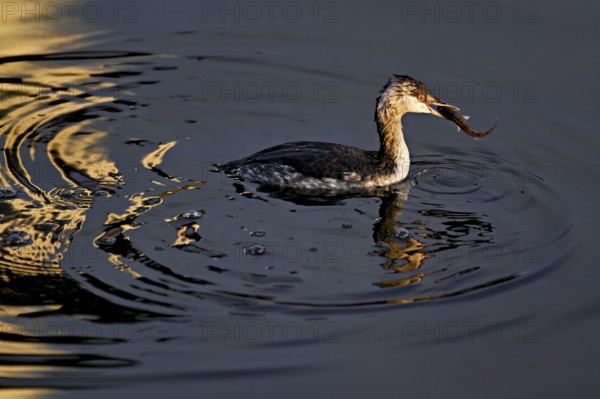 Slavonian grebe (Podiceps auritus), adult, in a white plumage, winter plumage, swimming with a fish