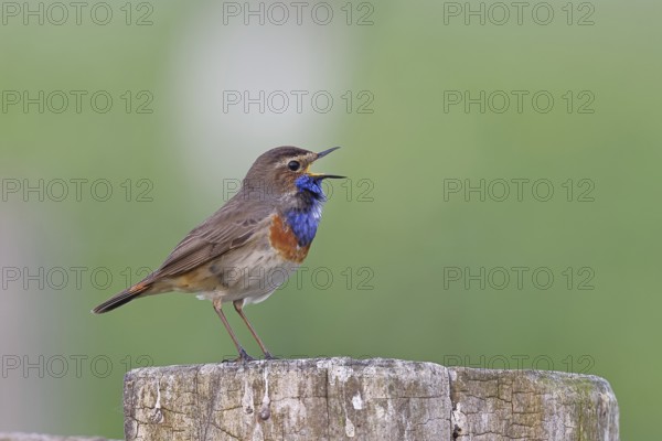 Bluethroat (Luscinia svecica cyanecula), male, singing on a pasture fence post, wildlife, Lembruch,