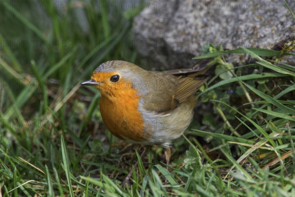 A robin (Erithacus rubecula) foraging in the grass near a stone in a natural environment,