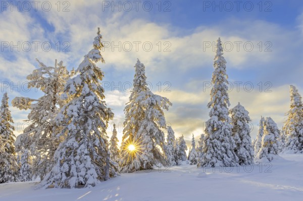 Tykky forest, snow covered spruce trees on the taiga at sunrise in winter, Riisitunturi National