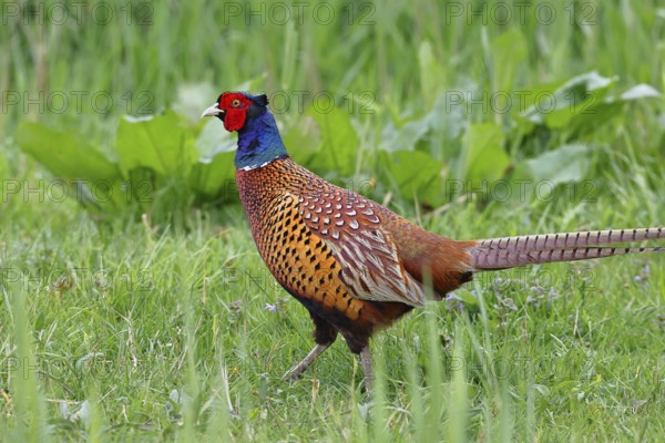 Pheasant, hunting pheasant (Phasianus colchicus), adult male bird in a meadow, wildlife, Lembruch,
