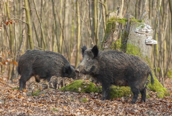 Wild boar, wild boar (Sus scrofa) two bucks and young boar looking for food in the forest, Germany,