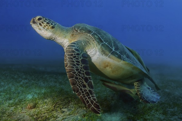 Underwater photo Large specimen of green turtle (Chelonia mydas) Green turtle swimming over