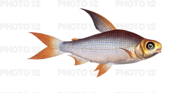 Fish, Fishes, Salmon family, Salmo edentulus, the toothless salmon, Salmon, Historical, digitally