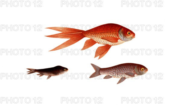 Fish, Fish, Genus of carp fish, Cyprinus auratus var., Gold carp, Gold fish, Historical, digitally