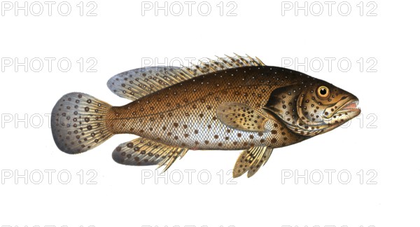 Fish, Fishes, Wrasse family, Bodianus guttatus, the Jacob Evertsen, The Jenfish, Historical,