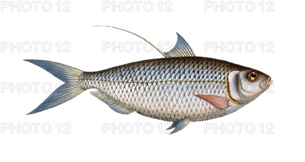 Fish, Fish, Fish genus Herring, Clupea thrissa, Bristle fin, Sprat, Chinese gizzard shad,