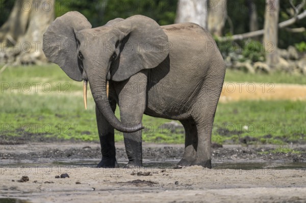 African forest elephant (Loxodonta cyclotis) in the Dzanga Bai forest clearing, Dzanga-Ndoki